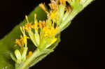 Autumn goldenrod 